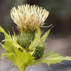 Kåltistel - Cirsium oleraceum