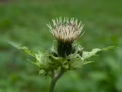 Kåltistel - Cirsium oleraceum