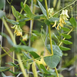 Ärtvicker - Vicia pisiformis