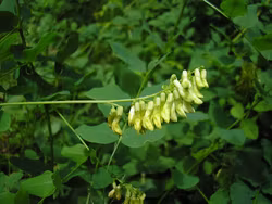 Ärtvicker - Vicia pisiformis