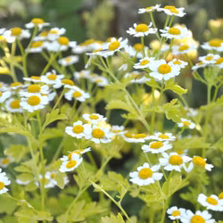 Mattram - Tanacetum parthenium