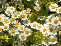 Mattram - Tanacetum parthenium