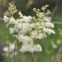 Älgört - Filipendula ulmaria