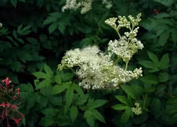 Älgört - Filipendula ulmaria