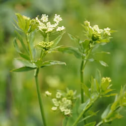 Sockerrot - Sium sisarum