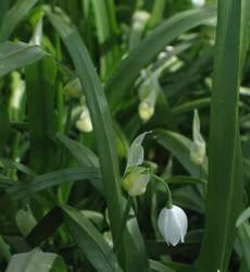 Snödroppslök - Allium paradoxum