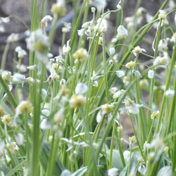 Snödroppslök - Allium paradoxum