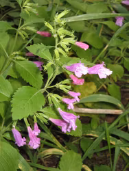 Rosenmynta - Clinopodium grandiflorum