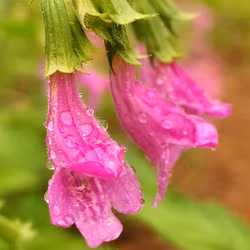 Rosenmynta - Clinopodium grandiflorum