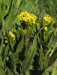 Ryssgubbe - Bunias orientalis