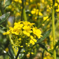 Ryssgubbe - Bunias orientalis