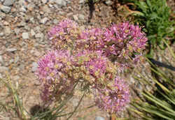 Prärielök ljusrosa - Allium stellatum