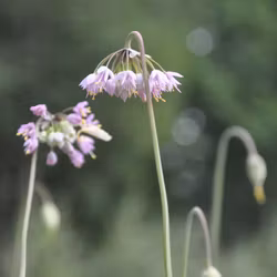 Prärielök ljusrosa - Allium stellatum
