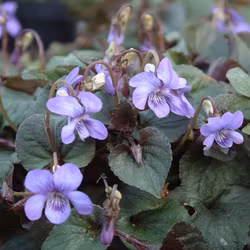 Purpurviol - Viola riviniana ’Purpurea’