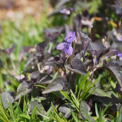 Purpurviol - Viola riviniana ’Purpurea’