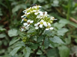 Källfräne - Nasturtium officinale