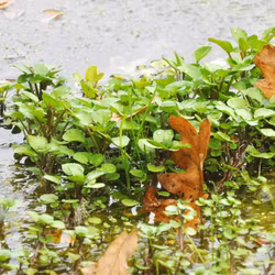 Källfräne - Nasturtium officinale