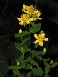 Äkta johannesört - Hypericum perforatum