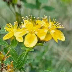 Äkta johannesört - Hypericum perforatum