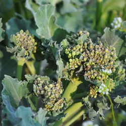 Strandkål - Crambe maritima