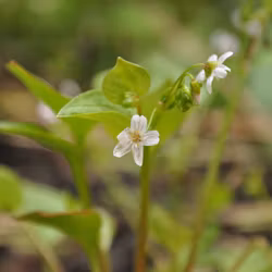 Vårsköna - Claytona sibirica