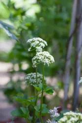 Strandloka - Ligusticum scotium