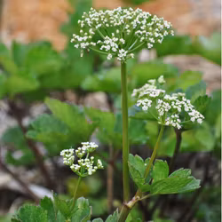 Strandloka - Ligusticum scotium
