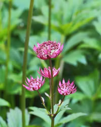 Stjärnflocka - Astrantia major