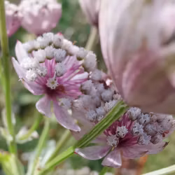 Stjärnflocka - Astrantia major
