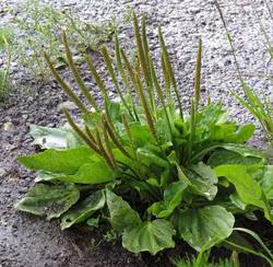 Groblad - Plantago major