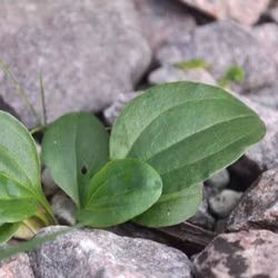 Groblad - Plantago major