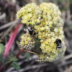 Kärleksört - Hylotelephium telephium subsp maximum