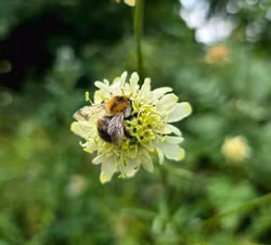 Jättevädd - Cephalaria gigantea