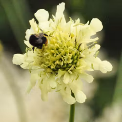Jättevädd - Cephalaria gigantea