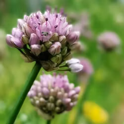 Korealök - Allium splendens