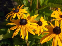 Höstrudbeckia - Rudbeckia laciniata