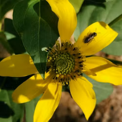 Höstrudbeckia - Rudbeckia laciniata