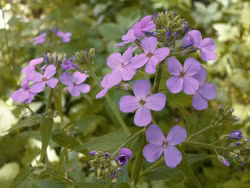 Hesperis - Hesperis matronalis