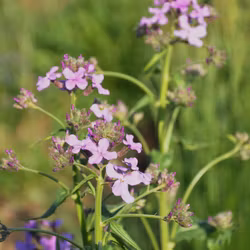Hesperis - Hesperis matronalis