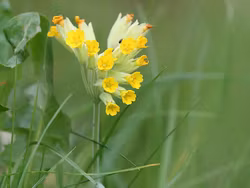 Gullviva - Primula veris