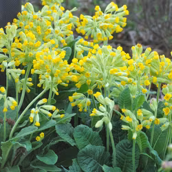 Gullviva - Primula veris
