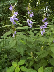 Hässleklocka - Campanula latifolia