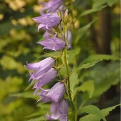 Hässleklocka - Campanula latifolia