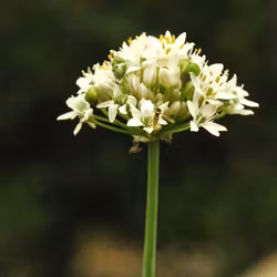 Kinesisk gräslök - Allium tuberosum