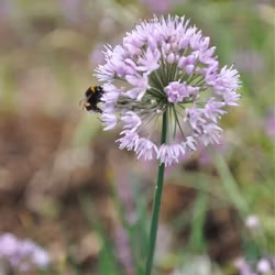 Bredbladig kantlök x - Allium senescens x