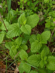 Citronmeliss - Melissa officinalis