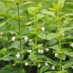 Citronmeliss - Melissa officinalis
