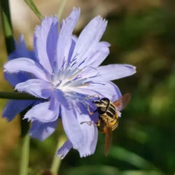 Cikoria - Cichorium intybus