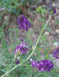Blålucern - Medicago sativa