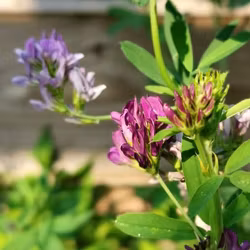 Blålucern - Medicago sativa